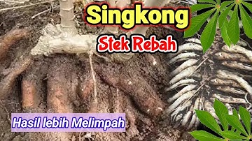 Teknik tanam singkong stek tidur agar berbuah banyak