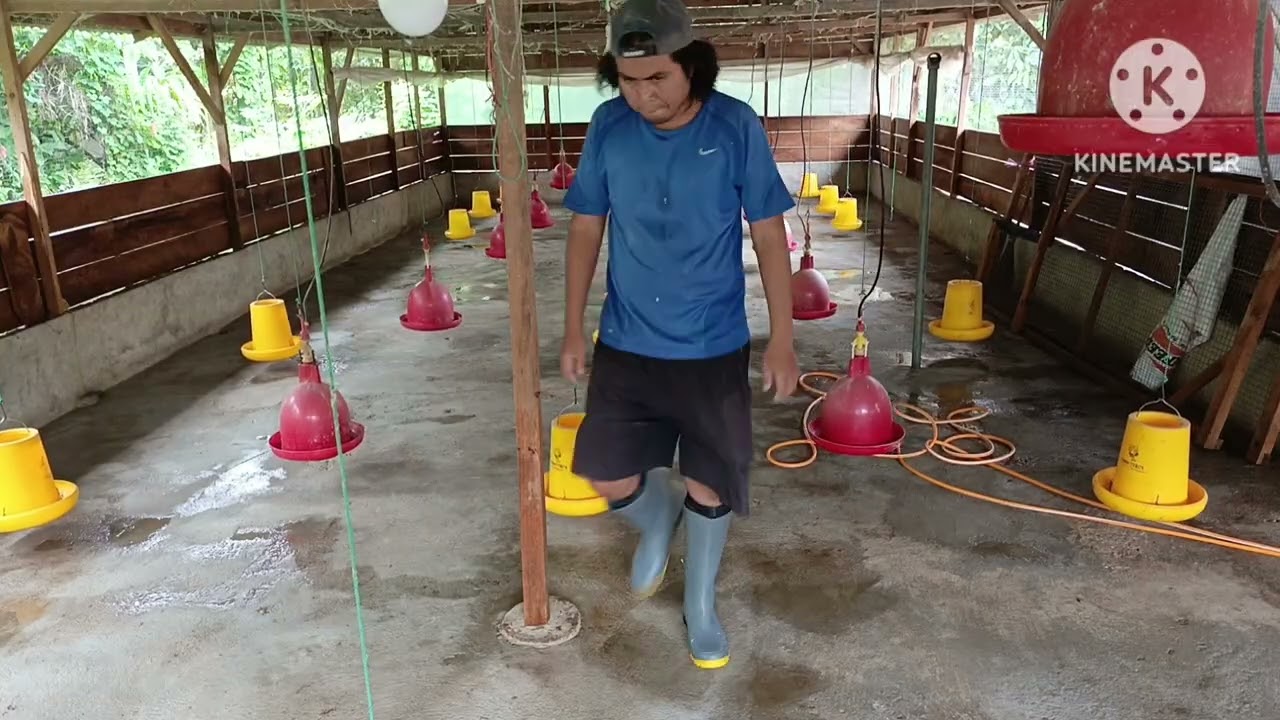 Pembersihan kandang ayam #fyp #ayam #peternakayam #peternakmuda #peternakmilenial #chicken 
