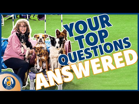 AMA: Aggression? Agility? This!? Belief? Routine? Dog Training? And More Questions Answered #223