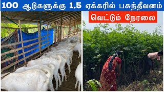 30 நிமிடத்தில் 100 ஆடுகளுக்கு கணவன் மனைவி பசுந்தீவனம் வெட்டும் நேரலை | Green fodder for goats