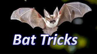How To Get Rid Of Bats | New And Improved Bat Tricks That Really Work