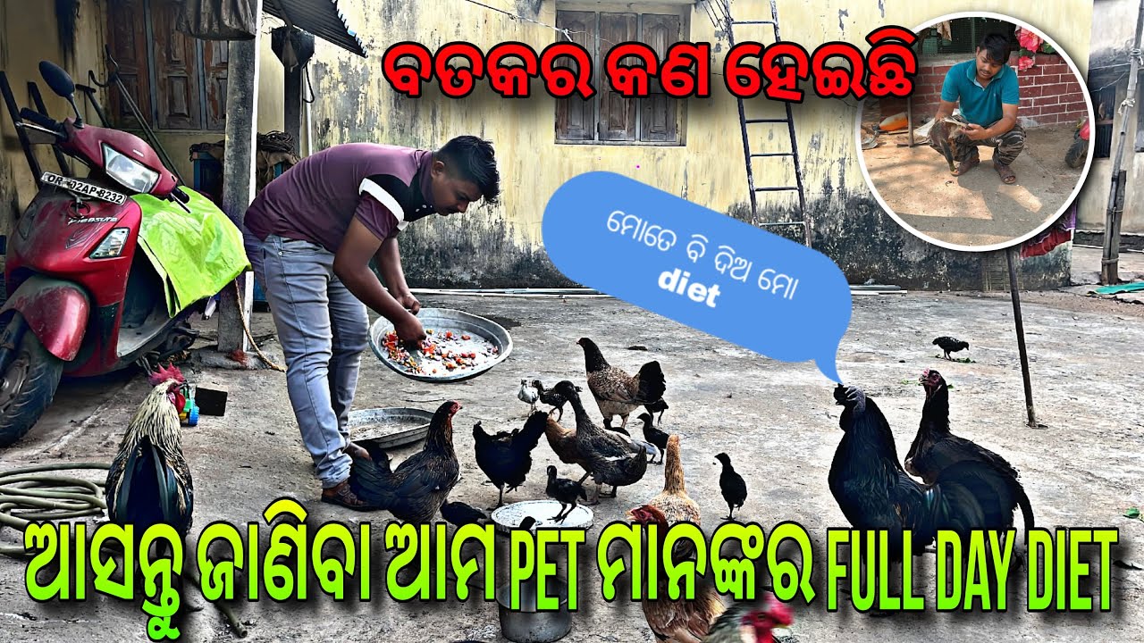 ଆସନ୍ତୁ ଜାଣିବା ଆମ pet ମାନଙ୍କର full day diet #dailydiet #animallover #dailyvlog #odiavlogger #petslove