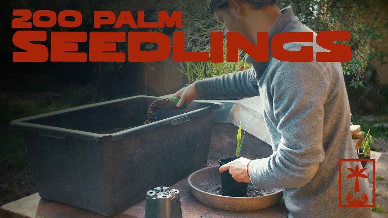 200 palm seedlings, morning repot (Mexican fan palm, California fan palm)