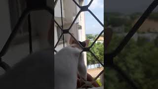 crow attacking on cat