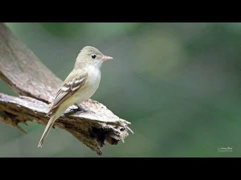 Βίντεο: Όμορφο και τρομερό ή πώς να φροντίζετε ένα Flycatcher
