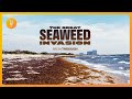 The great seaweed invasion  breakthrough