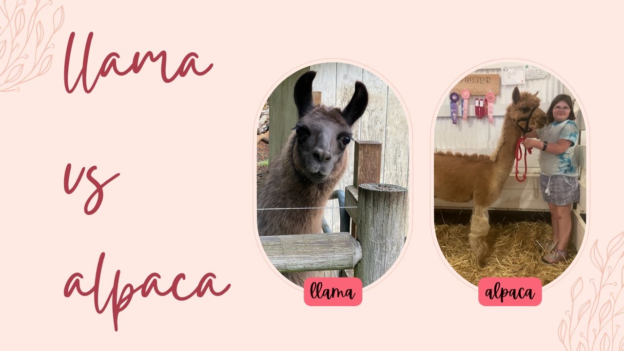 Difference between llamas and alpacas