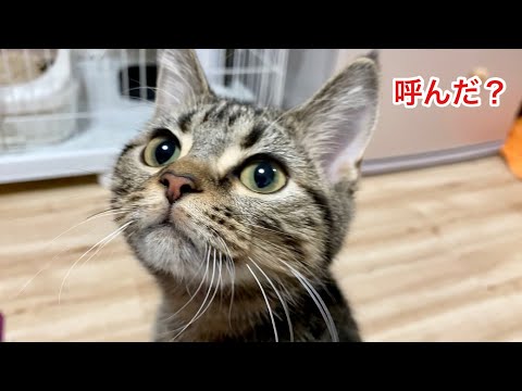 飼い主に名前を呼ばれると返事をしてどこまでもついていく子猫w