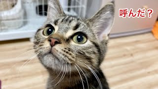 飼い主に名前を呼ばれると返事をしてどこまでもついていく子猫w