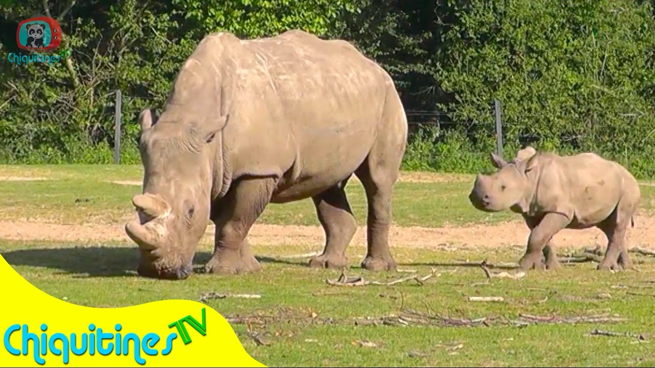 El Sonido de los Animales Reales 3 - Canción Infantil