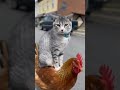 LUCU AMAY SIH MPUSS😭  #cat #shortsfeed #animals #sorabeats #sora2 #videoshort #funny #sorashoe