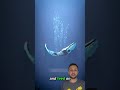 What Happens When a Whale Dies?=