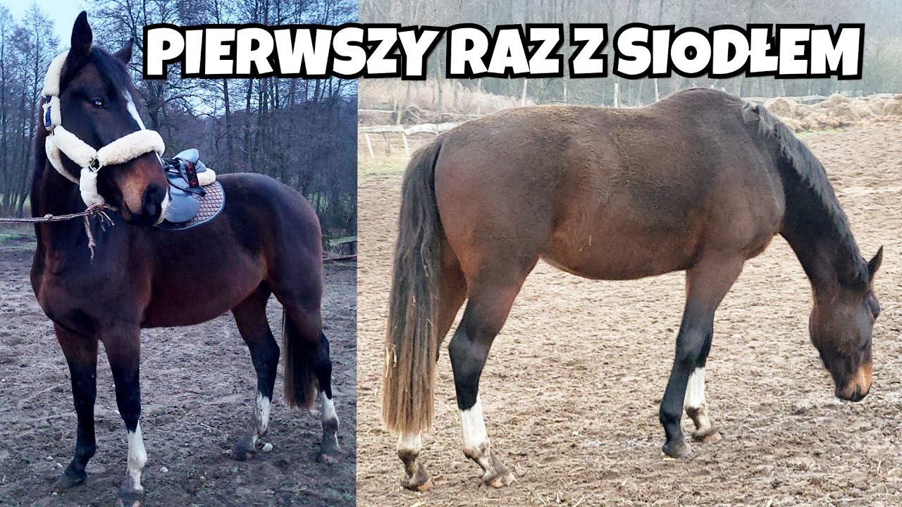 DENVER I SIODŁO! / OBCINAM GRZYWE