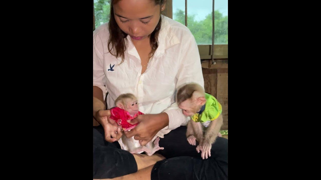 #baby monkey #baby monkeys #baby monkey Attacked #baby monkey crying #