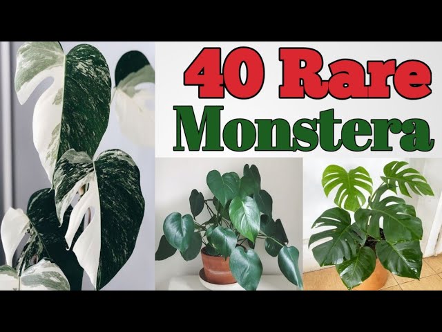 40 Monstera plant Varieties with Names | Monstera Plant Species | Plant and  Planting - YouTube