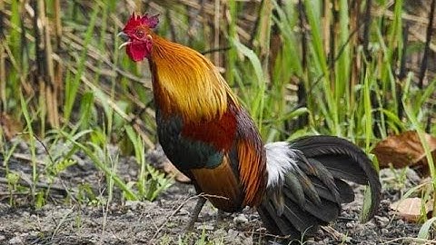 Suab​ qaib​ qua​ zoo​ 2021