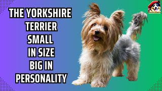Yorkshire Terriers: The Pros and Cons as Pets .17 Unbelievable Facts You Never Knew about them by Fantastic animals 25 views 10 months ago 12 minutes, 43 seconds