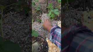 Shredded Paper For the Garden