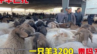 新疆喀什农村牛羊巴扎，一只羊卖3200，这价格贵吗？现场太火爆