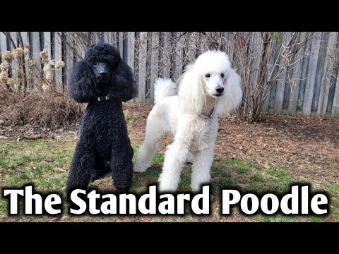 About The Beautiful Standard Poodle - YouTube