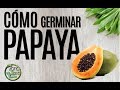 Cómo Germinar Papaya #1