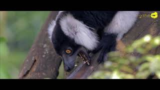 Black and White Ruffed Lemur