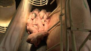 A Pig's Tale - Mother Pigs Giving Birth
