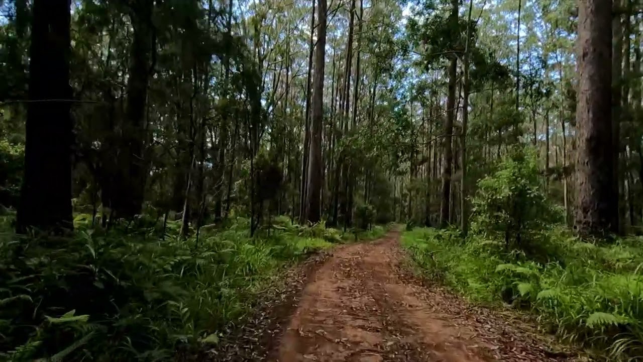 Cedar Creek circuit Bellthorpe National Park  part 4