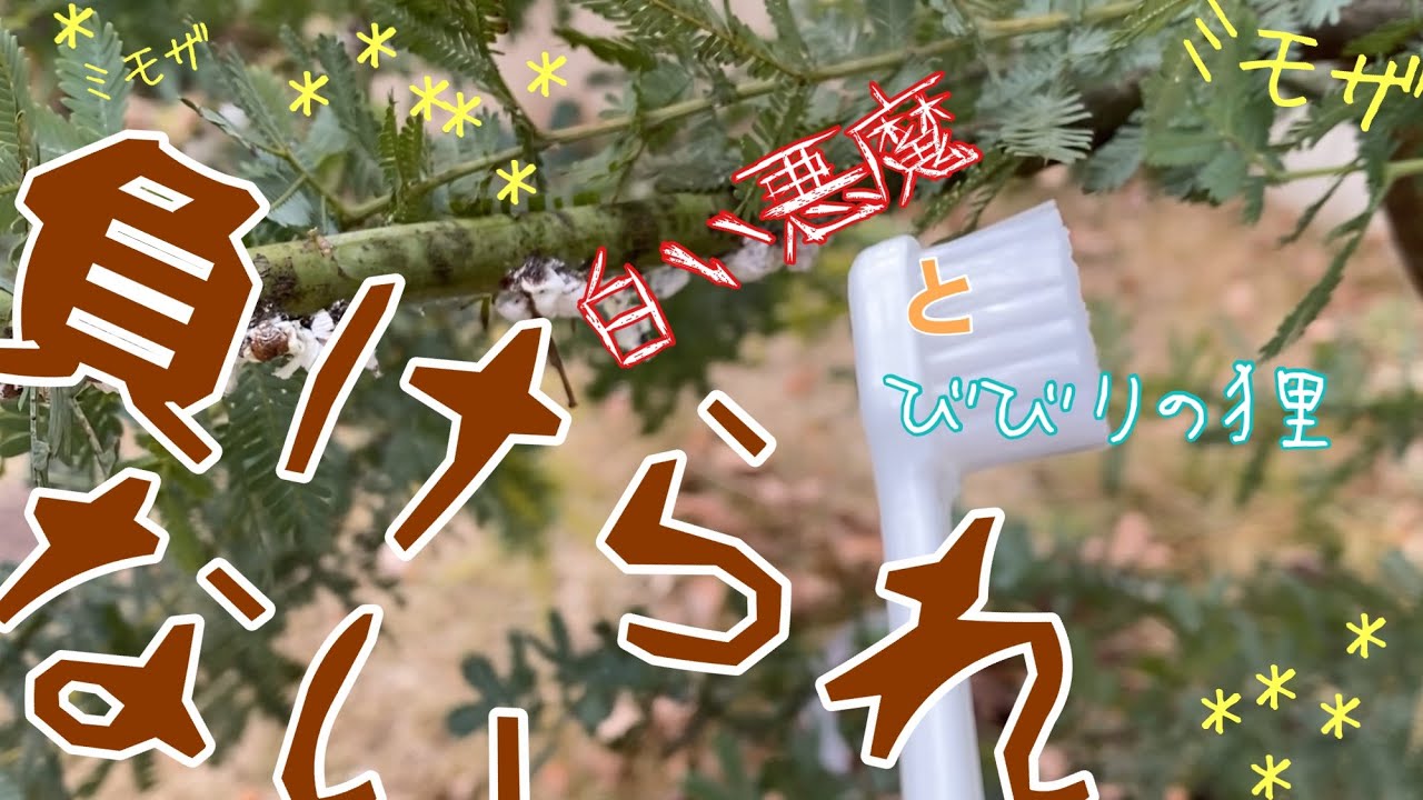 ７年目にしてヤツと戦う時がきた 増えすぎたカイガラムシ ミモザの育て方 Youtube