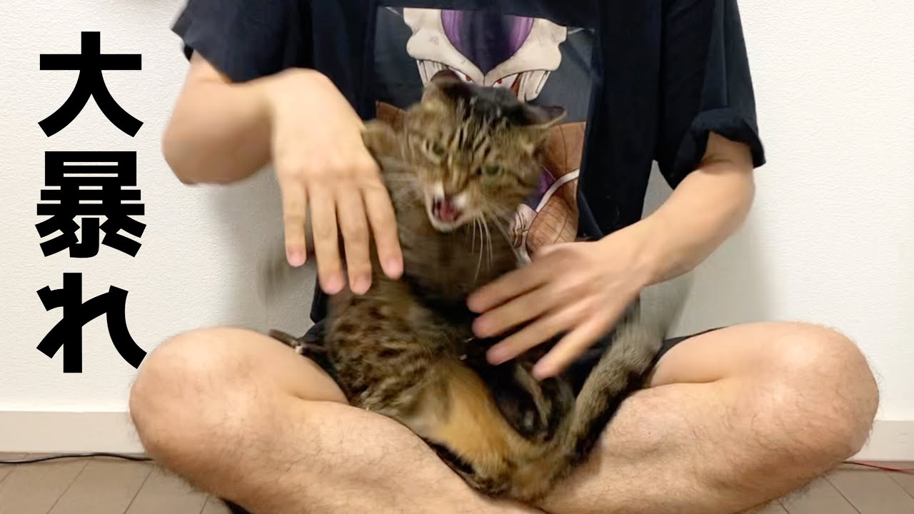 A ferocious cat that loves my room too much and can't wait