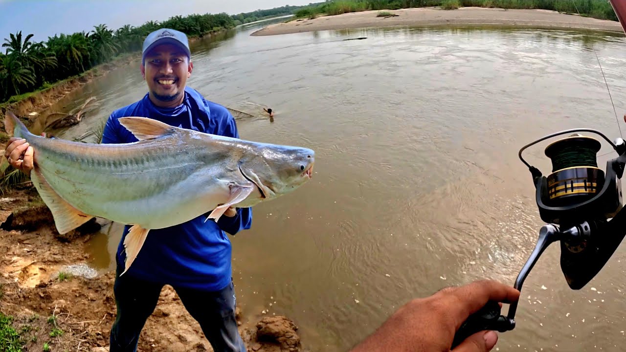 DI BAWA NYANGKUT TERPAKSA BERENANG KE TENGAH SUNGAI YANG PENUH BUAYA DEMI IKAN PATIN BESAR INI