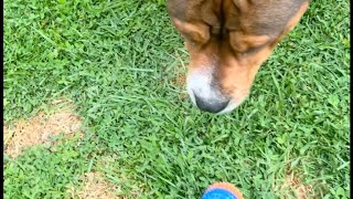 Ralph playing with ball #pets #dog #doglover #dogowner