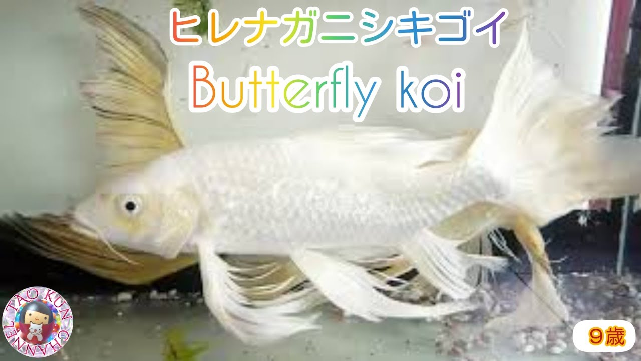 ヒレなが鯉5匹水槽込み