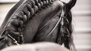 Lost Boy // Frisian Horse 