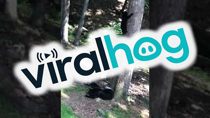 Mama Bear Naps While Cubs Play in Tree || ViralHog