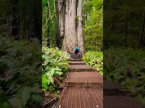 Video: 7 bedste vandreture i Redwood National og State Parks