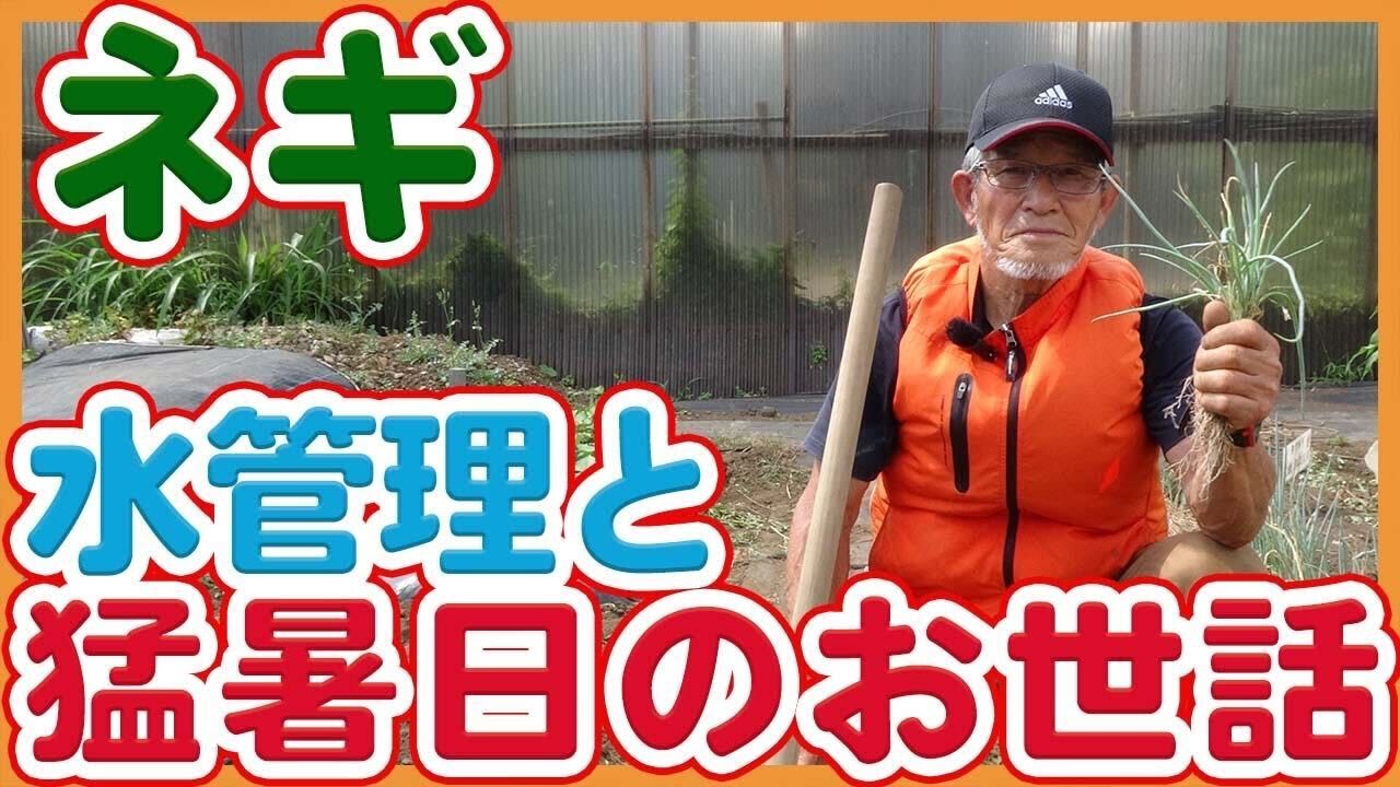 秀逸。山採りネジキ。 Watering green onions taught by Japanese farmers and tips for work