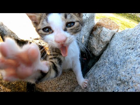 岩の隙間にいる子猫たちが可愛過ぎる