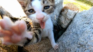岩の隙間にいる子猫たちが可愛過ぎる