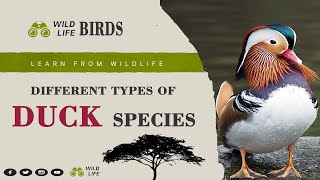 Duck Birds II Different Types of Duck Bird Species II Scientific Name ll Location ll