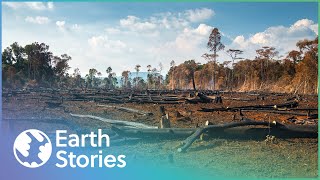 WHY SHOULD DEFORESTATION IN LAOS CONCERN US? | ANGRY PLANET