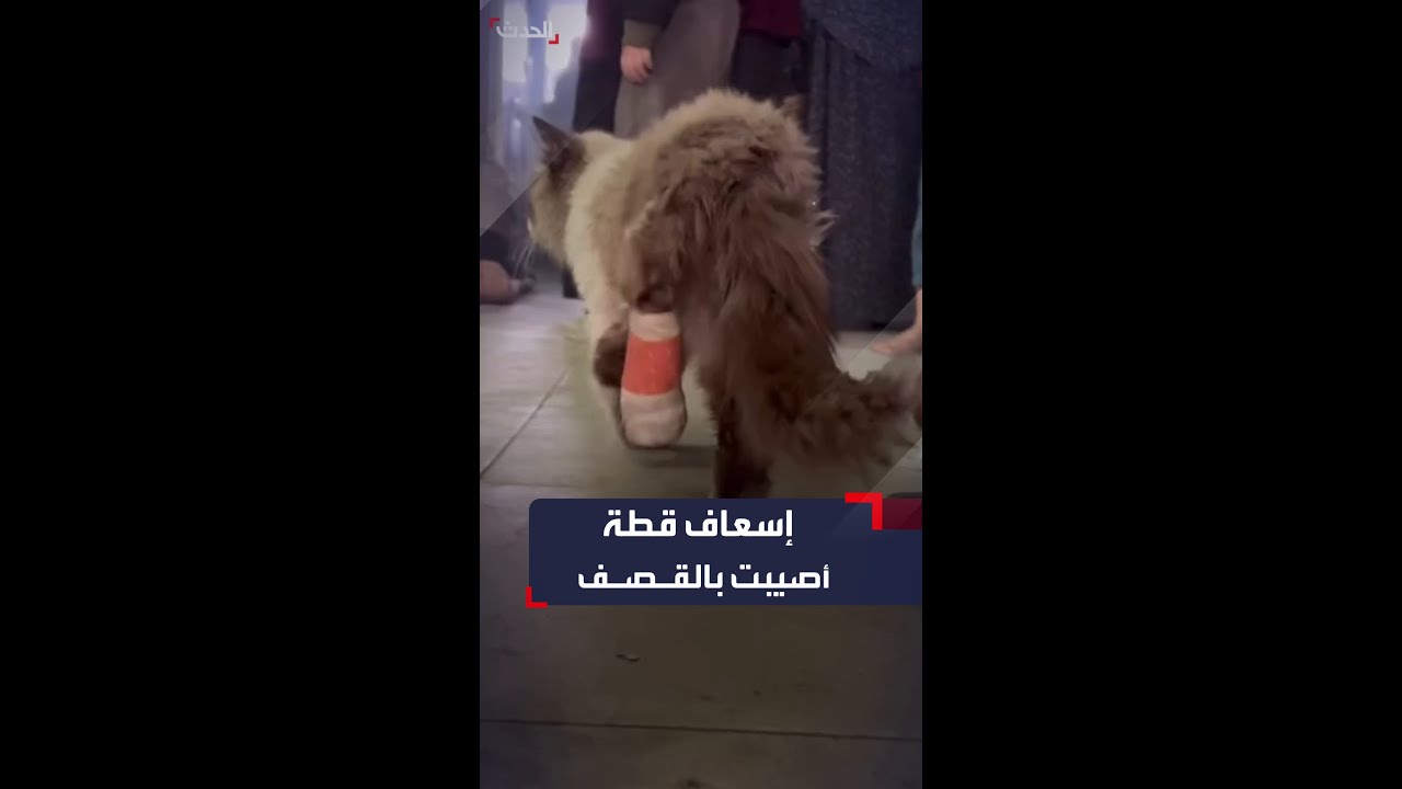 إسعاف قطة أصيبت بسبب القصف الإسرائيلي