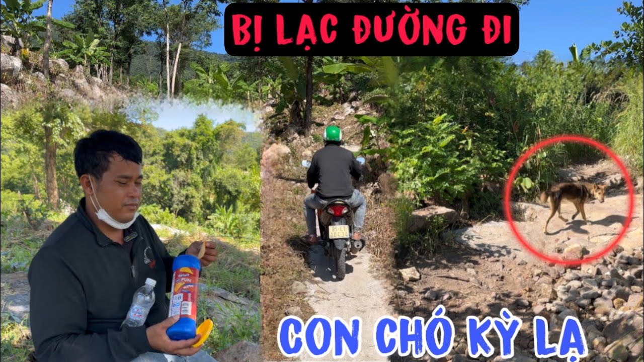 Xuất Hiện Con Chó Kỳ Lạ Nhất Trong Rừng Đến Dẫn Đường Đi Khi Thanh Vi ...