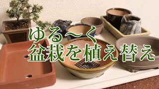 ゆる～く盆栽を植え替えします