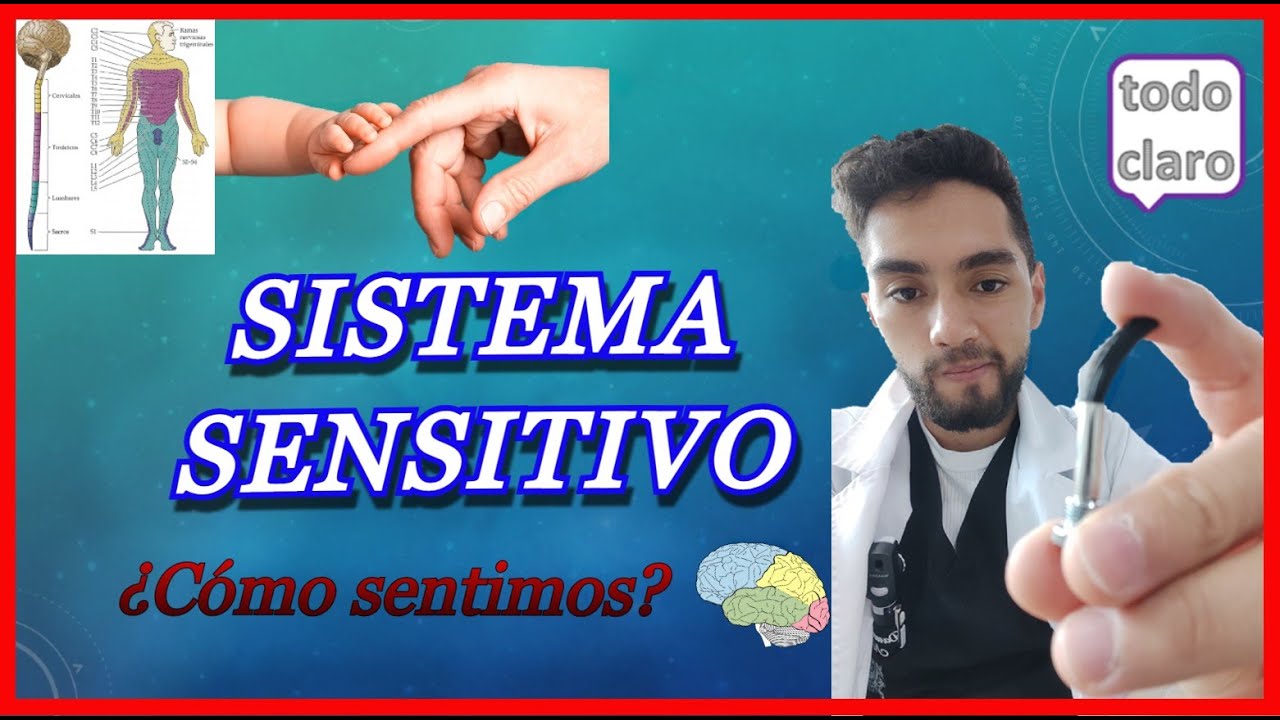 SISTEMA SENSITIVO o SISTEMA SENSORIAL: Todo lo que debes saber!!!