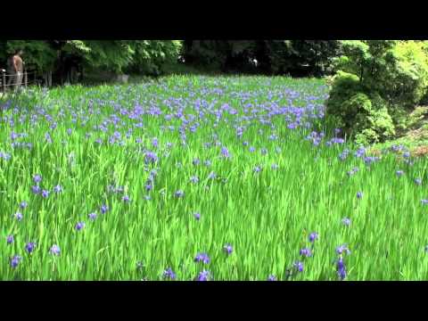 Hd 京都 大田神社 カキツバタ Kyoto Oota Shrine Youtube