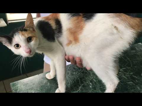 فيديو: تضخم الغدة الثديية في القطط