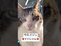 今日ビジュいいじゃん💖#shorts #cat #猫