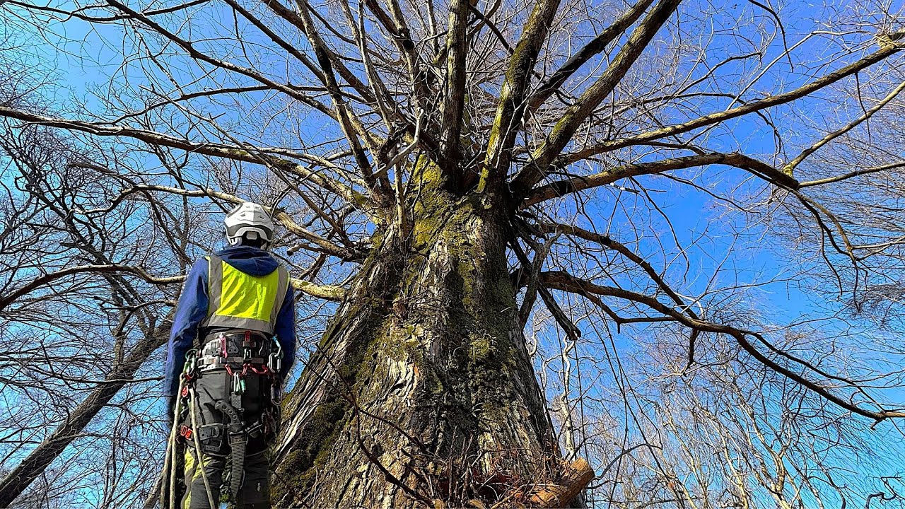 クレーンと新しいウインチで大木の伐採♪