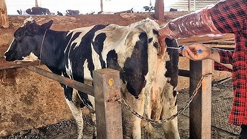 Never Make These 5 Common Mistakes in Cow Artificial Insemination!